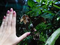 riesige Schmetterlinge &ndash; &copy; Laura Schwanitz (Eberhardt TRAVEL)