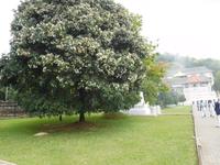 Kandy - Zahntempel - Sri Lanka &ndash; &copy; Laura Schwanitz (Eberhardt TRAVEL)