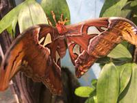 Schmetterling &ndash; &copy; Laura Schwanitz (Eberhardt TRAVEL)