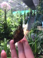 Schmetterling &ndash; &copy; Laura Schwanitz (Eberhardt TRAVEL)