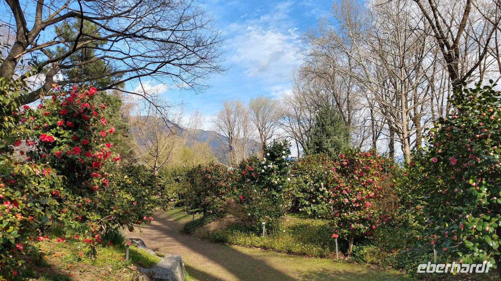 465 Locarno, Kameliengarten &ndash; &copy; Konrad Füssel (Eberhardt TRAVEL)
