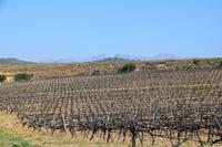 085 Cava-Sektkellerei Vilarnau mit Monserat &ndash; &copy; Konrad Füssel (Eberhardt TRAVEL)