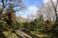 472 Locarno, Kameliengarten &ndash; &copy; Konrad Füssel (Eberhardt TRAVEL)