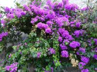 Korcula: Rundgang &ndash; &copy; Inge Bily (Eberhardt TRAVEL)