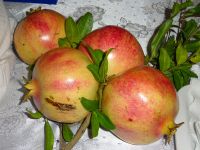 Granatäpfel &ndash; &copy; Inge Bily (Eberhardt TRAVEL)