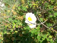 Flora der Adria