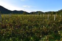 205 Potomje, Weingut Madirazza, Plavac Mali &ndash; &copy; Konrad Füssel (Eberhardt TRAVEL)