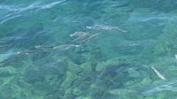 20260929_4 auch Fische brauchen Luft.jpg &ndash; &copy; Michael Rass (Eberhardt TRAVEL)