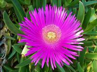 Mittagsblume &ndash; &copy; Steffen Mucke (Eberhardt TRAVEL)