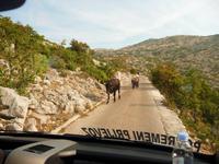 Biokovo Rinder &ndash; &copy; Konrad Füssel (Eberhardt TRAVEL)