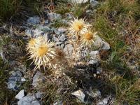 Distel &ndash; &copy; Konrad Füssel (Eberhardt TRAVEL)