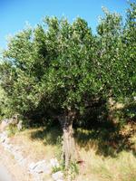 Olivenbaum &ndash; &copy; Konrad Füssel (Eberhardt TRAVEL)