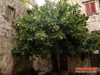 Korcula &ndash; &copy; Konrad Füssel (Eberhardt TRAVEL)