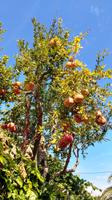 209t Granatapfelbaum &ndash; &copy; Konrad Füssel (Eberhardt TRAVEL)