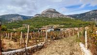 210d Insel Brac, Weinberge bei Bol, links Vidova Gora 778 m &ndash; &copy; Konrad Füssel (Eberhardt TRAVEL)