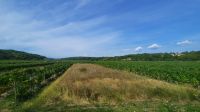 Singlereise Kroatien - Fahrt durch das Weinanbaugebiet bei Vrbnik