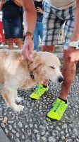 Singlereise Kroatien - Hund Alex beim Rundgang in Novi