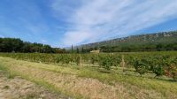Singlereise Kroatien - Weinreben