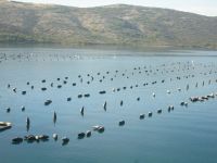 Miesmuschelzucht &ndash; &copy; Sylvia Sann (Eberhardt TRAVEL)