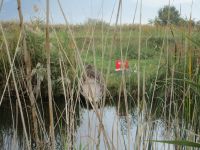  im Neretva-Delta &ndash; &copy; Sylvia Sann (Eberhardt TRAVEL)