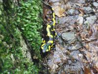 Feuersalamander &ndash; &copy; Ingrid Langer (Eberhardt TRAVEL)