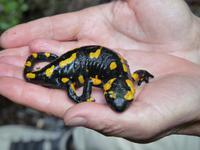 Feuersalamander &ndash; &copy; Ingrid Langer (Eberhardt TRAVEL)