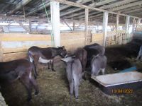 Eselfarm &ndash; &copy; Heike Meinhold (Eberhardt TRAVEL)