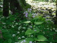 Pflanzenvielfalt &ndash; &copy; Ingrid Langer (Eberhardt TRAVEL)