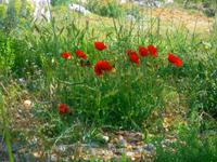 Mohn &ndash; &copy; Ingrid Langer (Eberhardt TRAVEL)
