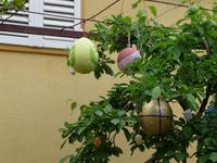 Osterbaum &ndash; &copy; Jens Fischer (Eberhardt TRAVEL)