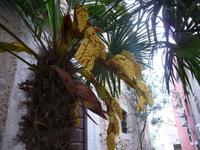 Palme mit Blüte &ndash; &copy; Jens Fischer (Eberhardt TRAVEL)