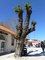 Maulbeerbaum &ndash; &copy; Ralf Kuchenbecker (Eberhardt TRAVEL)