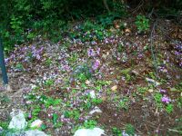 Wilde Alpenveilchen