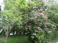 Insel Visovac &ndash; &copy; Ingrid Langer (Eberhardt TRAVEL)