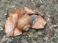 Prachtschnecke im Zeleni Vir &ndash; &copy; Ingrid Langer (Eberhardt TRAVEL)