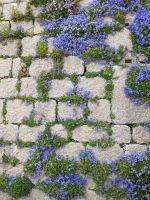 Das Mikroklima von Rab lässt herrliche Pflanzen bis hin zu tropischen und subtropischen gedeihen &ndash; &copy; Dr. Michael Krause (Eberhardt TRAVEL)