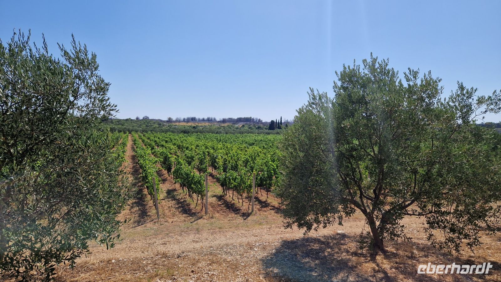Tag7_Vodice_Weingutbesuch &ndash; &copy; Wolf-Rüdiger Meyer (Eberhardt TRAVEL)