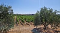 Tag7_Vodice_Weingutbesuch