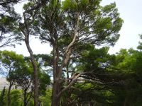Cavtat: Rundgang &ndash; &copy; Inge Bily (Eberhardt TRAVEL)