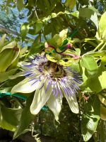 Wilde Passionsblume &ndash; &copy; Andreas Schmidt (Eberhardt TRAVEL)