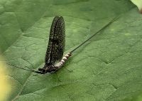 Gemeine Eintagsfliege (Ephemera vulgata) in Plitvice &ndash; &copy; Simone Willner (Eberhardt TRAVEL)