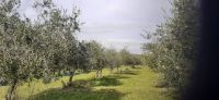 Olivenernte &ndash; &copy; Kerstin Hugel (Eberhardt TRAVEL)