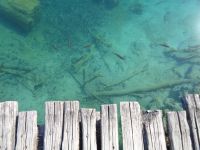 Fische im Nationalpark Plitvicer Seen, Kroatien &ndash; &copy; Saskia Pinnow (Eberhardt TRAVEL)