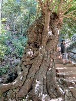 Alt wie ein Baum - ein Maulbeerbaum &ndash; &copy; Wolfgang Eckert (Eberhardt TRAVEL)