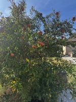 Granatapfel  &ndash; &copy; Bettina Langendörfer (Eberhardt TRAVEL)