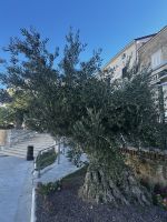 Olivenbaum  &ndash; &copy; Bettina Langendörfer (Eberhardt TRAVEL)