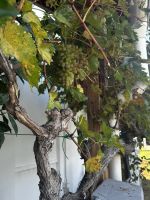 Weinrebe in Tkon &ndash; &copy; Bettina Langendörfer (Eberhardt TRAVEL)