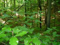 Leska Lehrpfad &ndash; &copy; Ingrid Langer (Eberhardt TRAVEL)