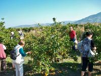 Eberhardt- Reisegruppe bei der Mandarinenernte &ndash; &copy; Steffen Mucke (Eberhardt TRAVEL)