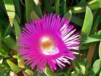 Mittagsblume &ndash; &copy; Steffen Mucke (Eberhardt TRAVEL)